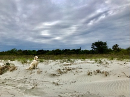 Sullivans Island Beach, Dog Friendly, Mount Pleasant, South Carolina